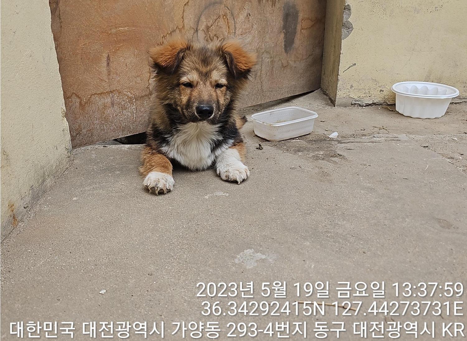 대전동물보호센터_430364202300161